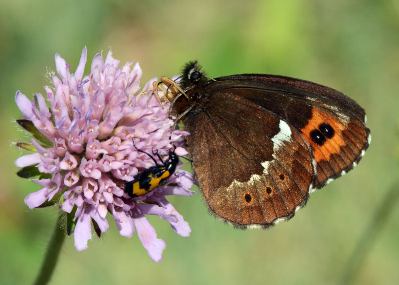 Erebia ligea ?